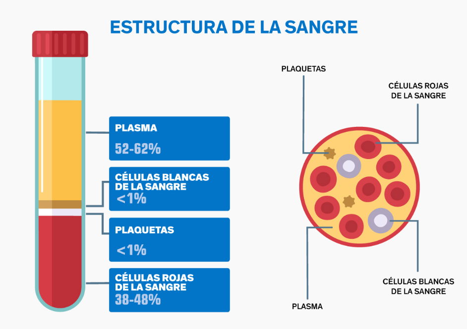 Estructura de la sangre Estructura de la sangre