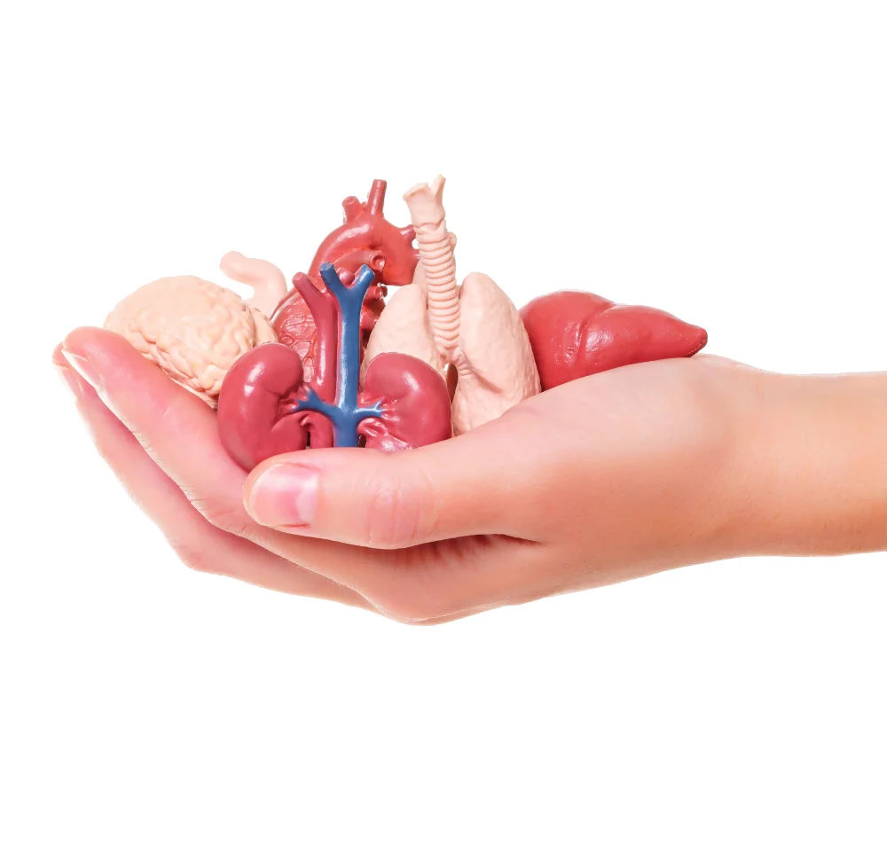 Trasplante de Órganos Sólidos Trasplante de Órganos Sólidos