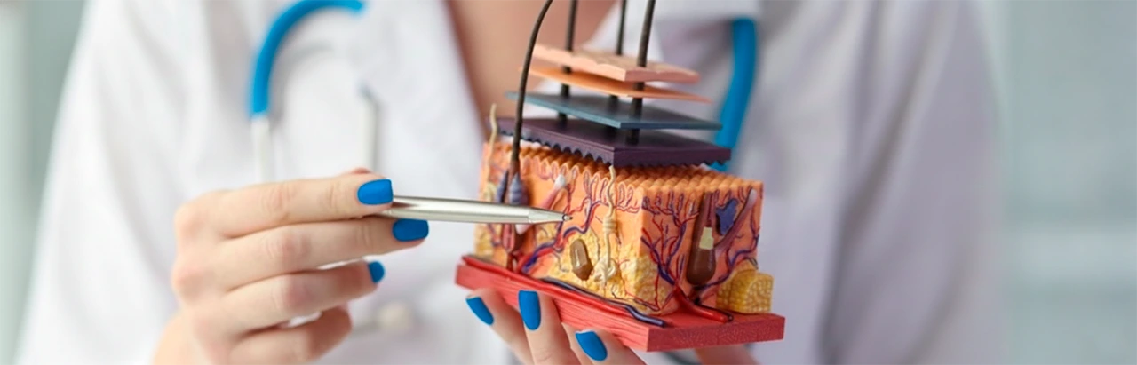 Médico sostiene en su mano un modelo de artificial de piel humana para hablar de las diferentes capas de la piel.