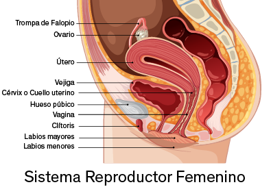 Ilustración del sistema reproductor femenino, directamente relacionado a los diferentes estudios ginecológicos que se pueden hacer.